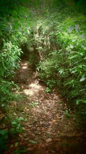 The machete is good for clearing established tracks or light bush.